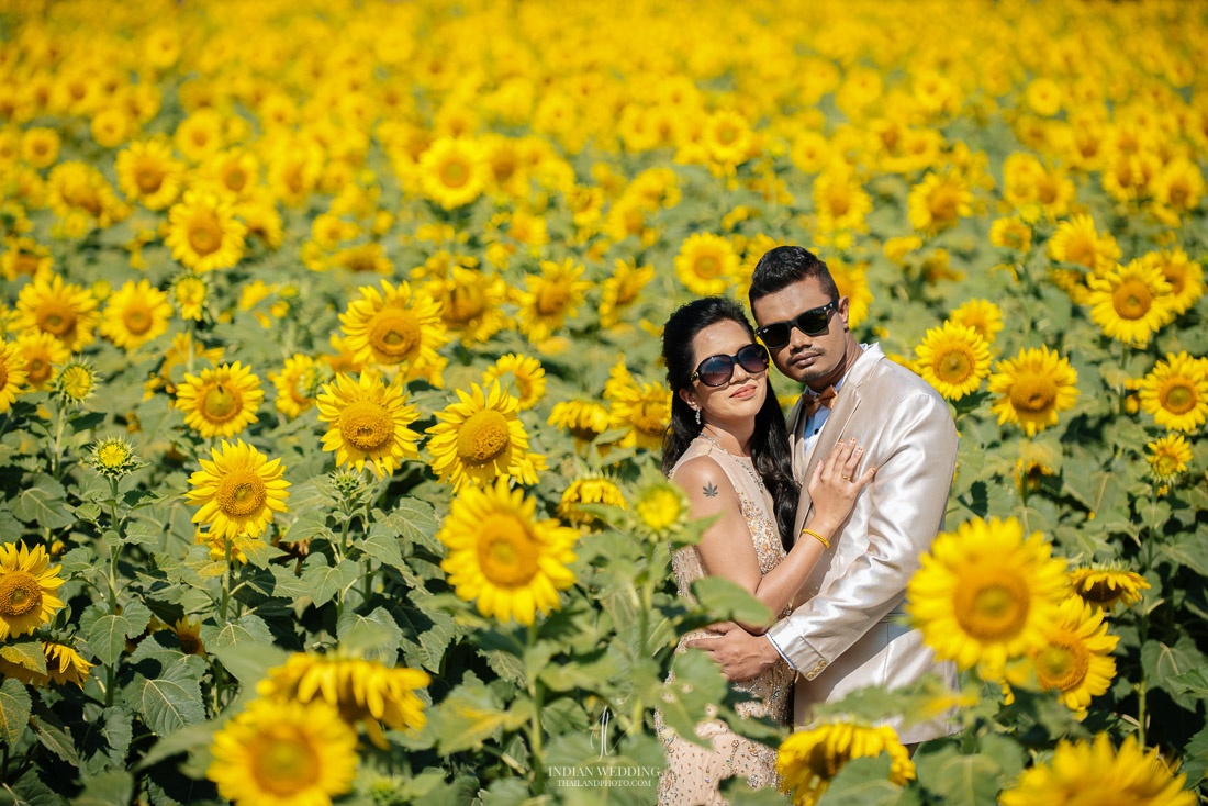 Sunflower Field Pre Wedding in Thailand with Rajan and Sashi